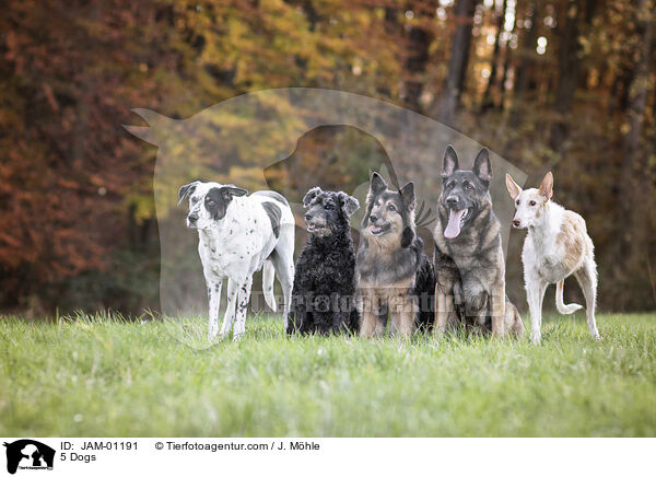 5 Hunde / 5 Dogs / JAM-01191