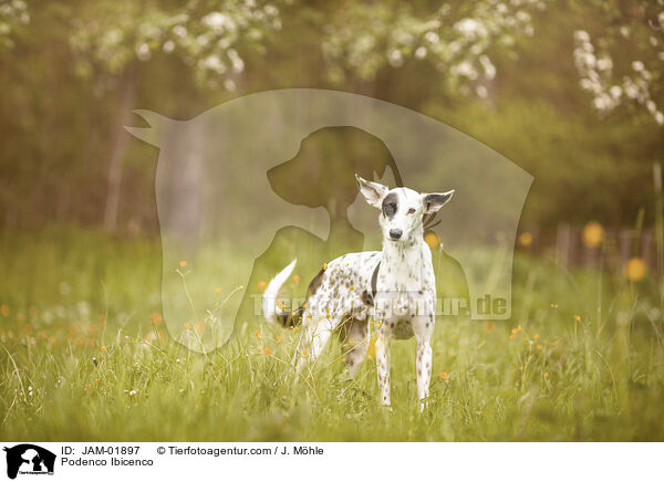 Podenco Ibicenco / Podenco Ibicenco / JAM-01897