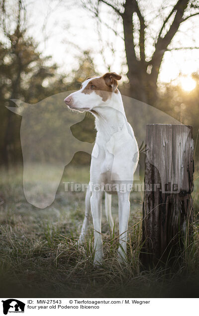 vierjhriger Podenco Ibicenco / four year old Podenco Ibicenco / MW-27543