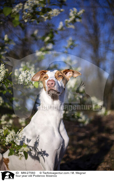 vierjhriger Podenco Ibicenco / four year old Podenco Ibicenco / MW-27560