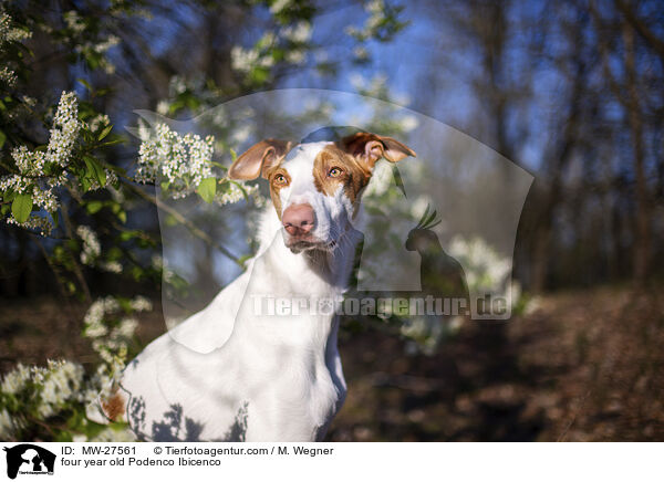 vierjhriger Podenco Ibicenco / four year old Podenco Ibicenco / MW-27561