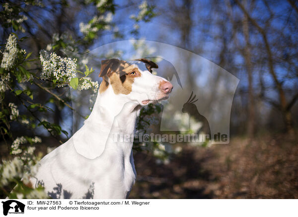 vierjhriger Podenco Ibicenco / four year old Podenco Ibicenco / MW-27563