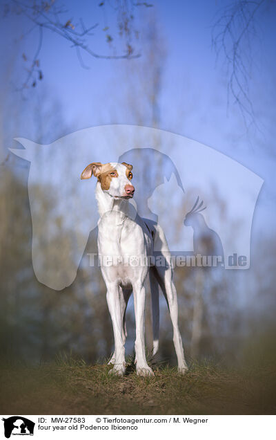 vierjhriger Podenco Ibicenco / four year old Podenco Ibicenco / MW-27583