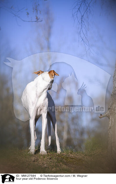 four year old Podenco Ibicenco / MW-27584