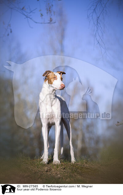 vierjhriger Podenco Ibicenco / four year old Podenco Ibicenco / MW-27585