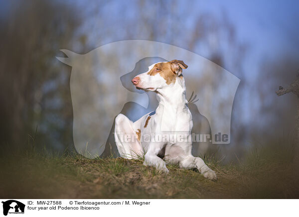 vierjhriger Podenco Ibicenco / four year old Podenco Ibicenco / MW-27588