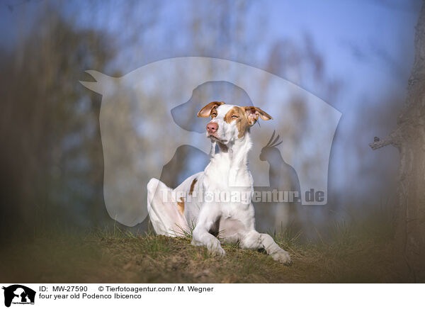 vierjhriger Podenco Ibicenco / four year old Podenco Ibicenco / MW-27590