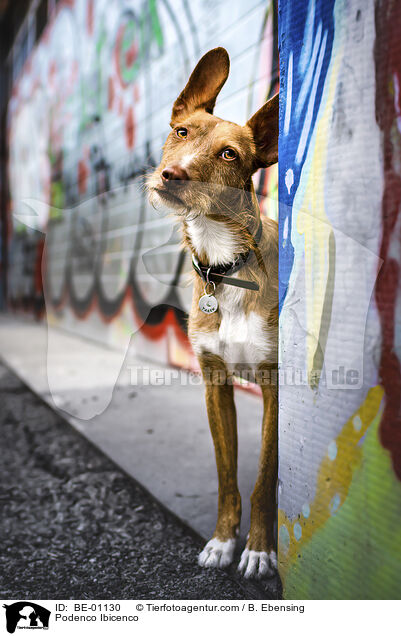 Podenco Ibicenco / Podenco Ibicenco / BE-01130