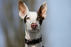 Podenco Ibicenco Portrait