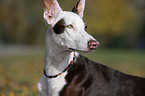 Podenco Ibicenco Portrait