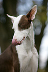 Podenco Ibicenco Portrait