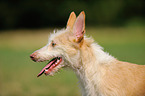 Podenco Ibicenco Portrait