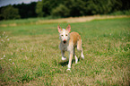 walking Podenco Ibicenco