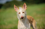 Podenco Ibicenco Portrait