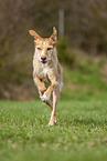 running Podenco Ibicenco