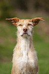 Podenco Ibicenco Portrait