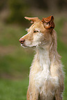 Podenco Ibicenco Portrait