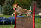 jumping Podenco Ibicenco