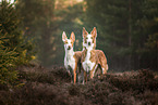 Podenco Ibicenco