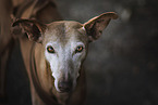 Podenco Ibicenco portrait