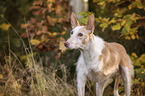 Podenco Ibicenco