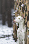 Podenco Ibicenco Portrait