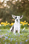 Podenco Ibicenco in the meadow