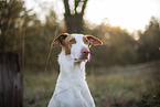 four year old Podenco Ibicenco