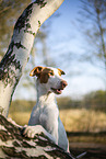 four year old Podenco Ibicenco