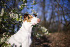 four year old Podenco Ibicenco