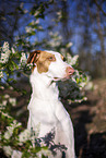 four year old Podenco Ibicenco