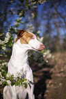 four year old Podenco Ibicenco