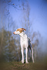 four year old Podenco Ibicenco