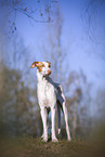 four year old Podenco Ibicenco