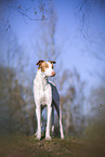 four year old Podenco Ibicenco