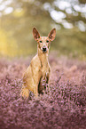 Podenco Ibicenco in summer