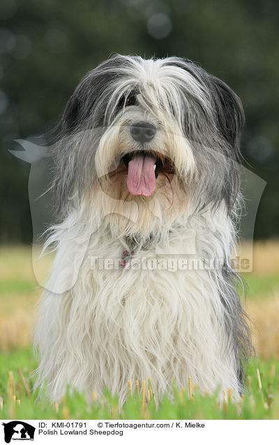 Polish Lowland Sheepdog / KMI-01791