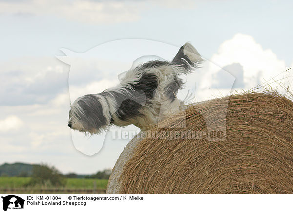 Polish Lowland Sheepdog / KMI-01804