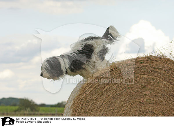 Polnischer Niederungshtehund / Polish Lowland Sheepdog / KMI-01804