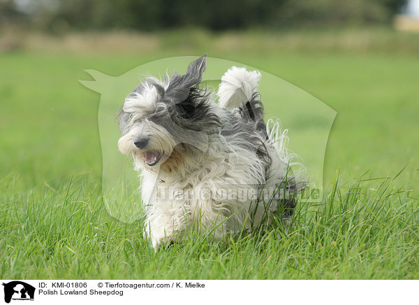 Polish Lowland Sheepdog / KMI-01806