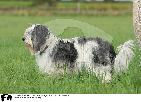 Polish Lowland Sheepdog / KMI-01807