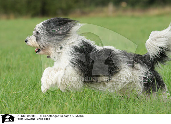 Polish Lowland Sheepdog / KMI-01809
