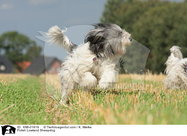 Polnischer Niederungshtehund / Polish Lowland Sheepdog / KMI-01819