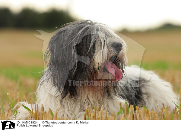 Polnischer Niederungshtehund / Polish Lowland Sheepdog / KMI-01824