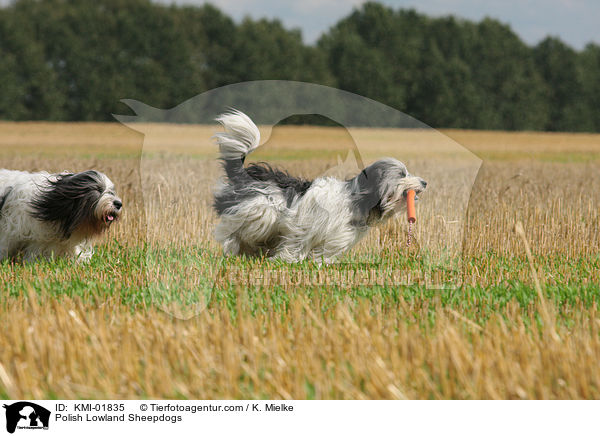 Polish Lowland Sheepdogs / KMI-01835