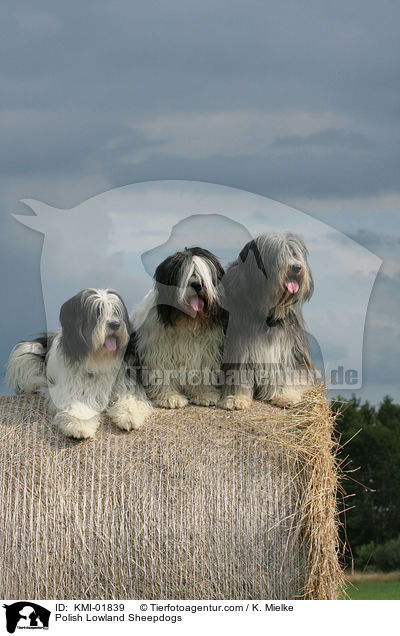 Polnische Niederungshtehunde / Polish Lowland Sheepdogs / KMI-01839