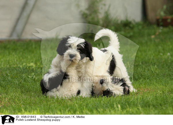 PON Welpen / Polish Lowland Sheepdog puppy / KMI-01843