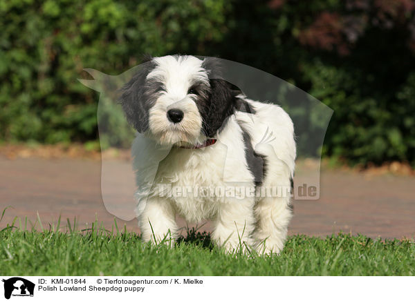 Polish Lowland Sheepdog puppy / KMI-01844