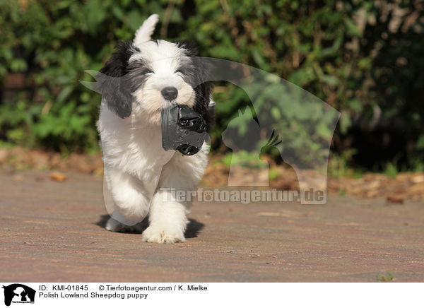 PON Welpe / Polish Lowland Sheepdog puppy / KMI-01845