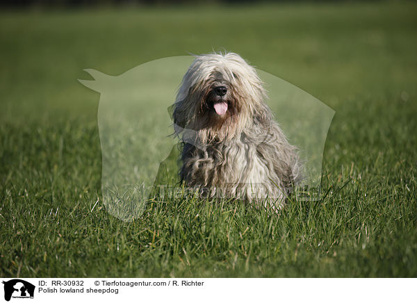 Polish lowland sheepdog / RR-30932